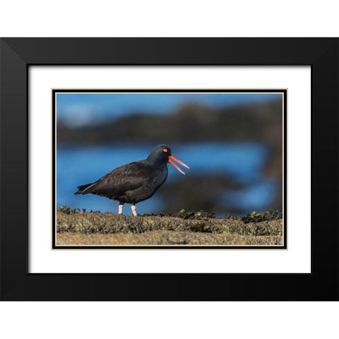 Black Oystercatcher Calling Black Modern Wood Framed Art Print with Double Matting by Archer, Ken