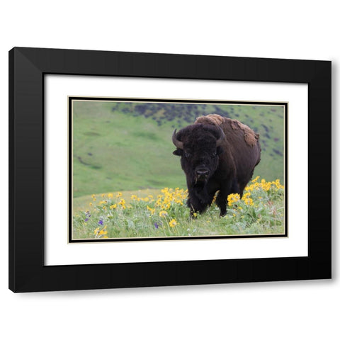 Bison-Balsa Root Blooms Black Modern Wood Framed Art Print with Double Matting by Archer, Ken