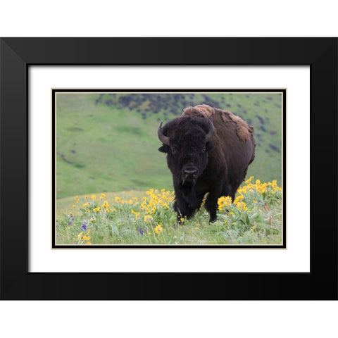 Bison-Balsa Root Blooms Black Modern Wood Framed Art Print with Double Matting by Archer, Ken