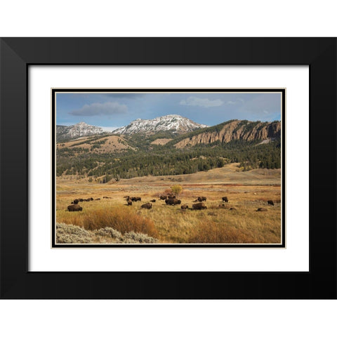 Bison in Lamar Valley-Yellowstone National Park Black Modern Wood Framed Art Print with Double Matting by Archer, Ken