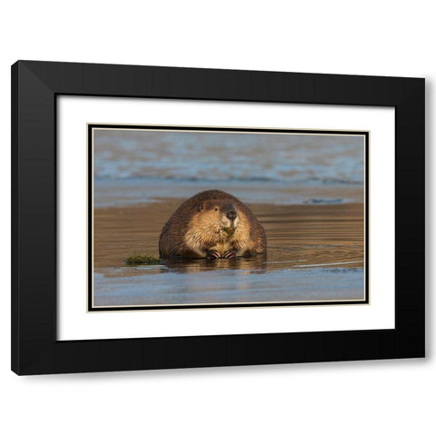 Beaver-foraging in early winter Black Modern Wood Framed Art Print with Double Matting by Archer, Ken