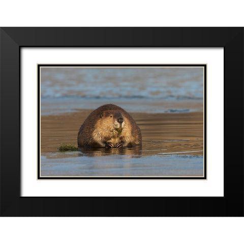 Beaver-foraging in early winter Black Modern Wood Framed Art Print with Double Matting by Archer, Ken