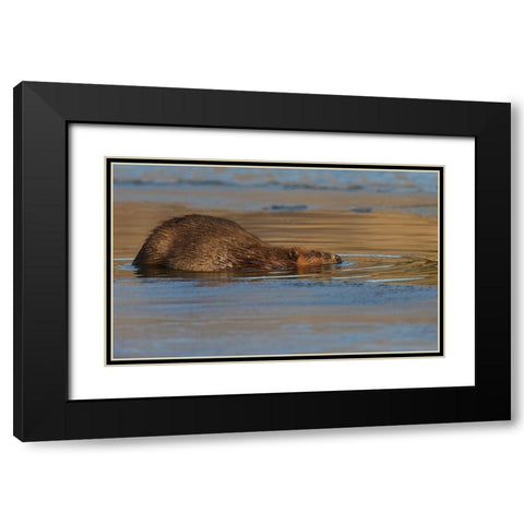 Beaver-late autumn ice pathway Black Modern Wood Framed Art Print with Double Matting by Archer, Ken