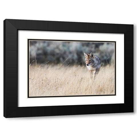 Coyote on the prowl for a meal Black Modern Wood Framed Art Print with Double Matting by Archer, Ken