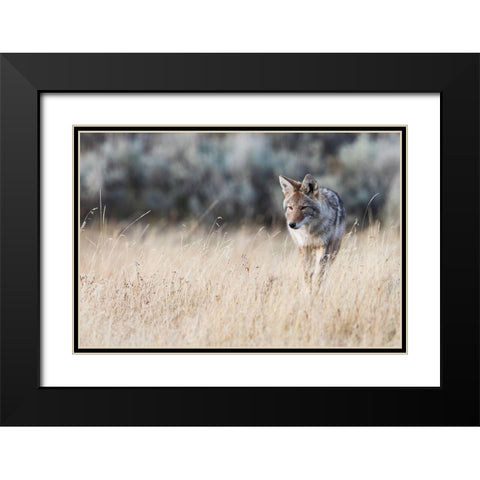 Coyote on the prowl for a meal Black Modern Wood Framed Art Print with Double Matting by Archer, Ken