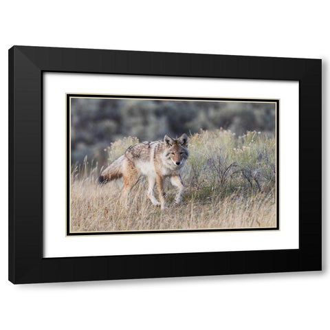 Coyote-stalking Black Modern Wood Framed Art Print with Double Matting by Archer, Ken