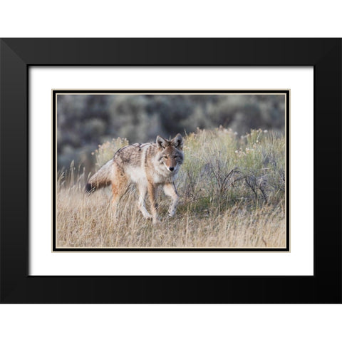 Coyote-stalking Black Modern Wood Framed Art Print with Double Matting by Archer, Ken