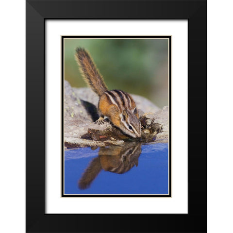 Townsends Chipmunk-summer time drink Black Modern Wood Framed Art Print with Double Matting by Archer, Ken