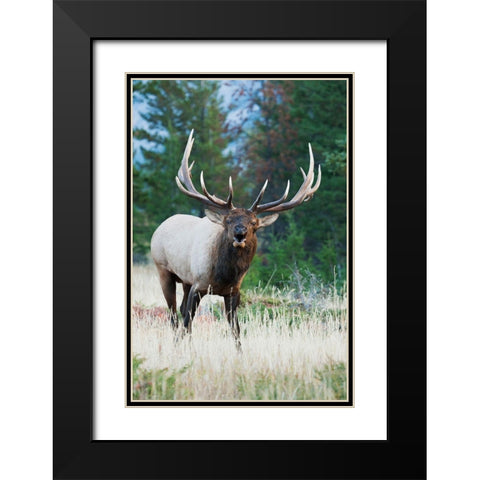 Bull Elk Bugling Black Modern Wood Framed Art Print with Double Matting by Archer, Ken