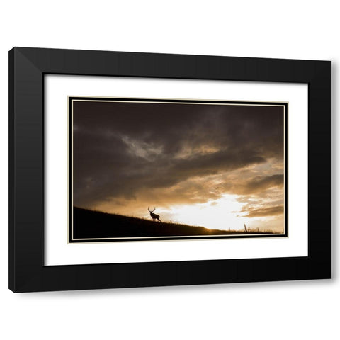 Bull Elk-sunset storm clouds Black Modern Wood Framed Art Print with Double Matting by Archer, Ken