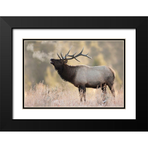 Bull Elk-Morning Breath Black Modern Wood Framed Art Print with Double Matting by Archer, Ken