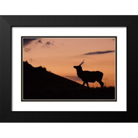 Young Bull Elk-Sunset Silhouette Black Modern Wood Framed Art Print with Double Matting by Archer, Ken