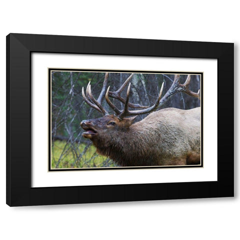 Bull Elk Fleming Black Modern Wood Framed Art Print with Double Matting by Archer, Ken
