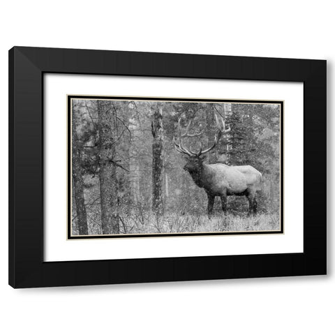 Bull Elk-autumn snow Black Modern Wood Framed Art Print with Double Matting by Archer, Ken