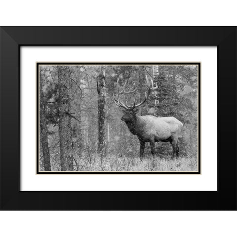 Bull Elk-autumn snow Black Modern Wood Framed Art Print with Double Matting by Archer, Ken