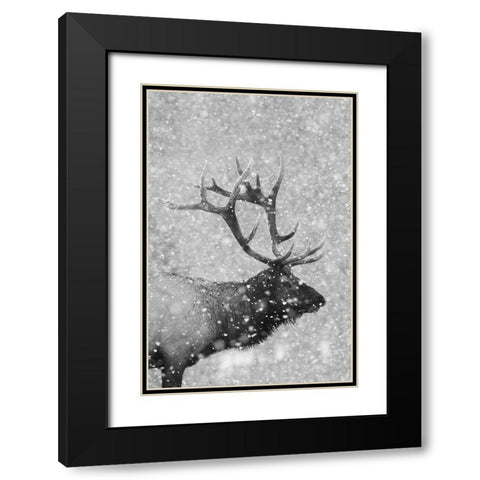 Bull Elk-Autumn Snow Black Modern Wood Framed Art Print with Double Matting by Archer, Ken