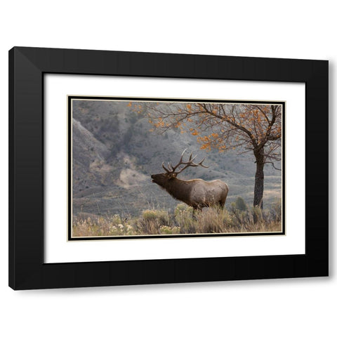Bull Elk Bugling-morning song Black Modern Wood Framed Art Print with Double Matting by Archer, Ken