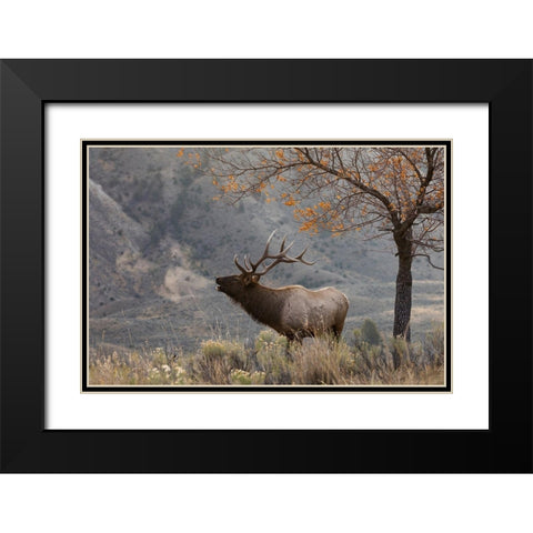 Bull Elk Bugling-morning song Black Modern Wood Framed Art Print with Double Matting by Archer, Ken