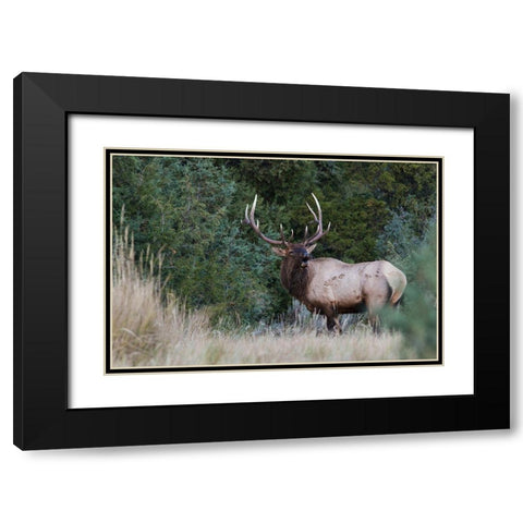 Bull Elk Bugling Black Modern Wood Framed Art Print with Double Matting by Archer, Ken