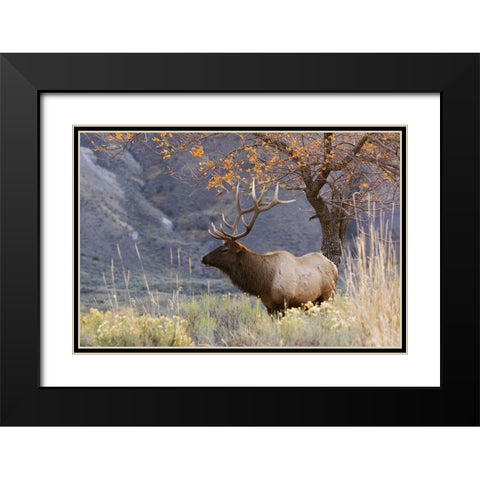 Rocky Mountain Bull Elk-Autumn Morning Black Modern Wood Framed Art Print with Double Matting by Archer, Ken