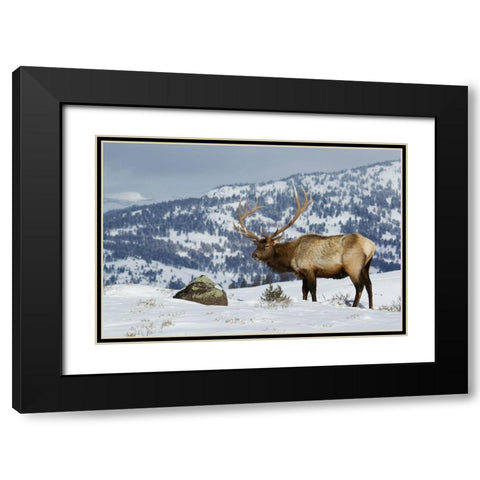 Bull Elk-Winter in the Rockies Black Modern Wood Framed Art Print with Double Matting by Archer, Ken