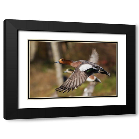 Eurasian Wigeon taking Flight Black Modern Wood Framed Art Print with Double Matting by Archer, Ken