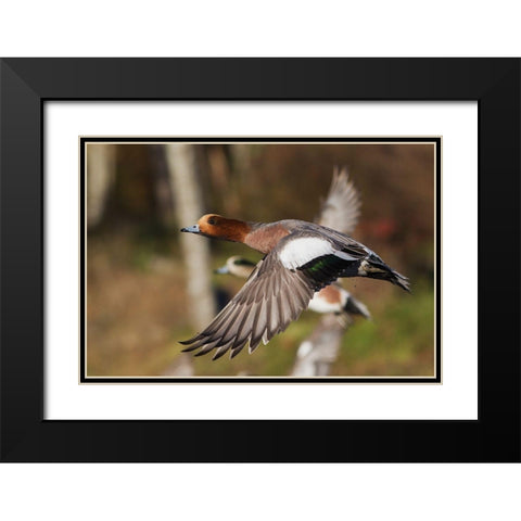 Eurasian Wigeon taking Flight Black Modern Wood Framed Art Print with Double Matting by Archer, Ken