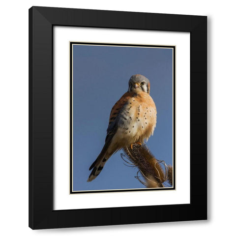American Kestrel (male) Black Modern Wood Framed Art Print with Double Matting by Archer, Ken
