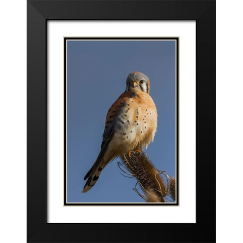 American Kestrel (male) Black Modern Wood Framed Art Print with Double Matting by Archer, Ken