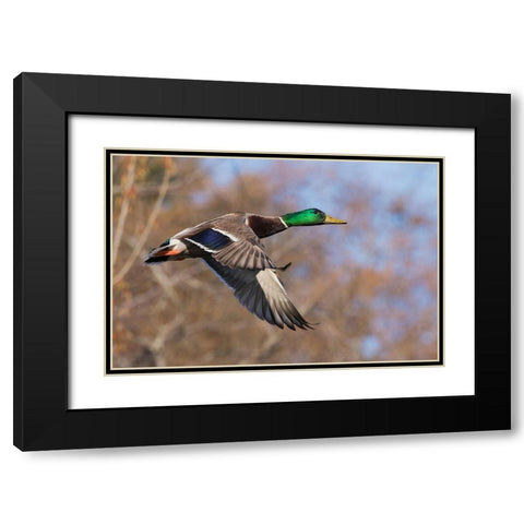 Autumn Mallard Black Modern Wood Framed Art Print with Double Matting by Archer, Ken