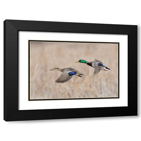 Mallard Duck Pair flying Black Modern Wood Framed Art Print with Double Matting by Archer, Ken