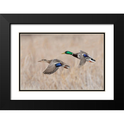 Mallard Duck Pair flying Black Modern Wood Framed Art Print with Double Matting by Archer, Ken