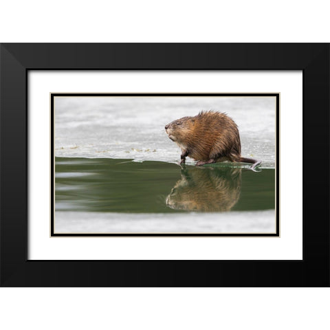 Muskrat-winter foraging from an opening in the ice Black Modern Wood Framed Art Print with Double Matting by Archer, Ken