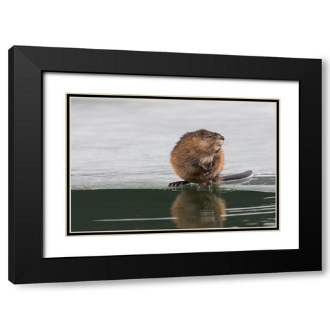 Muskrat-winter foraging Black Modern Wood Framed Art Print with Double Matting by Archer, Ken