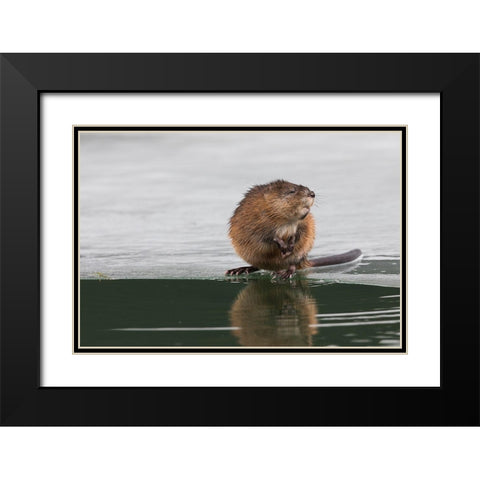 Muskrat-winter foraging Black Modern Wood Framed Art Print with Double Matting by Archer, Ken