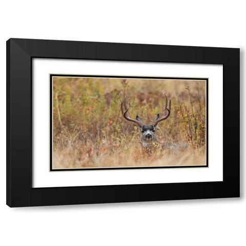 Mule Deer Buck-autumn sprinkle Black Modern Wood Framed Art Print with Double Matting by Archer, Ken