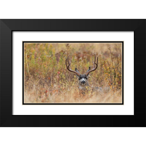 Mule Deer Buck-autumn sprinkle Black Modern Wood Framed Art Print with Double Matting by Archer, Ken