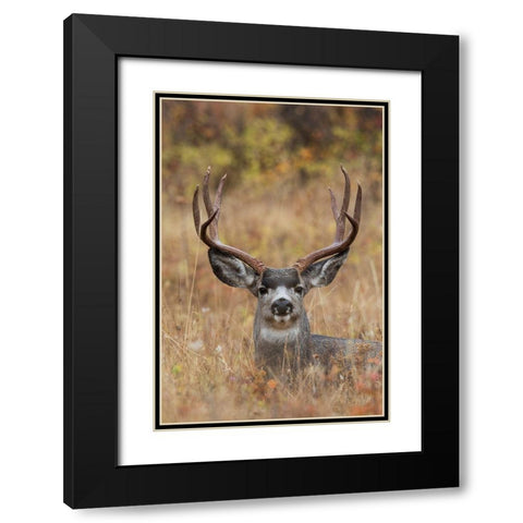 Mule Deer Buck Black Modern Wood Framed Art Print with Double Matting by Archer, Ken