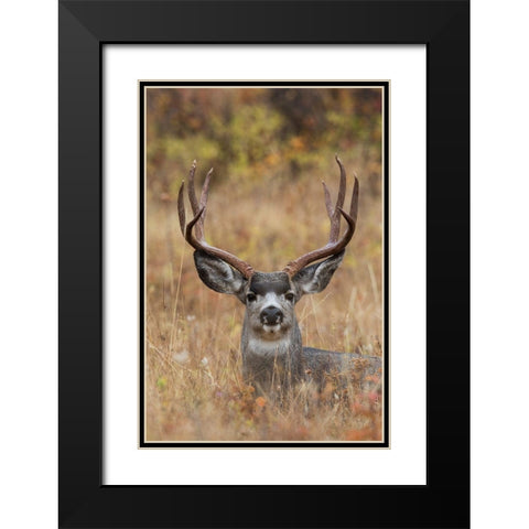 Mule Deer Buck Black Modern Wood Framed Art Print with Double Matting by Archer, Ken