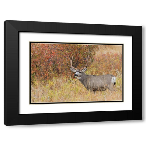 Mule Deer Buck Black Modern Wood Framed Art Print with Double Matting by Archer, Ken