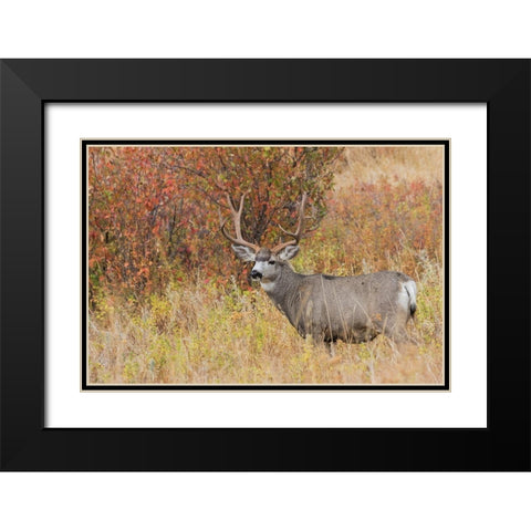 Mule Deer Buck Black Modern Wood Framed Art Print with Double Matting by Archer, Ken
