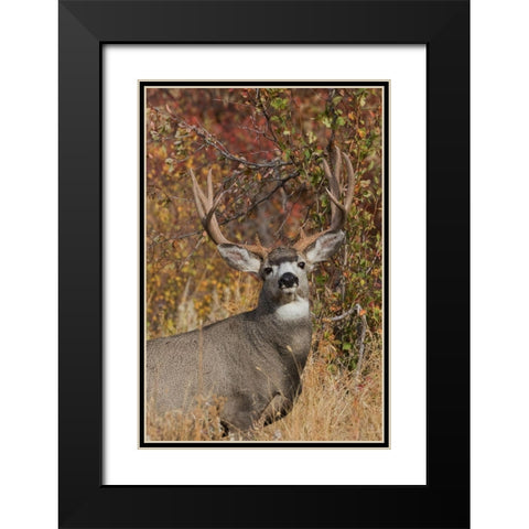 Alert Mule Deer Buck Black Modern Wood Framed Art Print with Double Matting by Archer, Ken