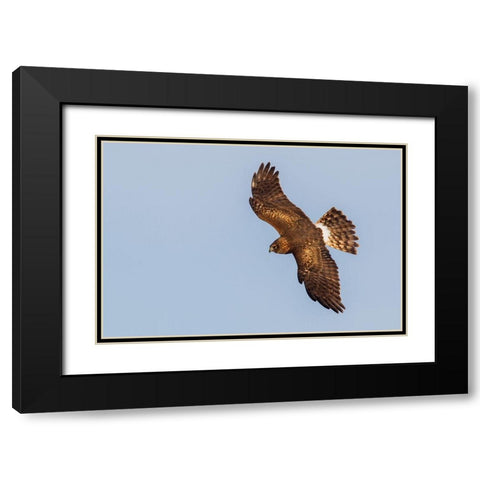 Northern Harrier-hunting Black Modern Wood Framed Art Print with Double Matting by Archer, Ken