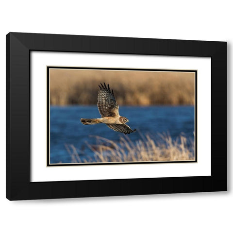 Northern Harrier Hunting Black Modern Wood Framed Art Print with Double Matting by Archer, Ken
