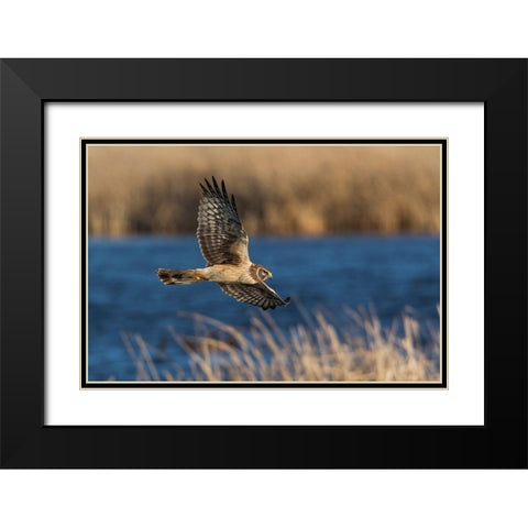 Northern Harrier Hunting Black Modern Wood Framed Art Print with Double Matting by Archer, Ken