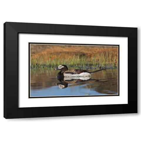 Long-tailed Duck-drake in arctic tundra pond Black Modern Wood Framed Art Print with Double Matting by Archer, Ken