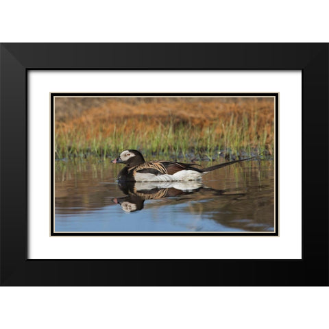 Long-tailed Duck-drake in arctic tundra pond Black Modern Wood Framed Art Print with Double Matting by Archer, Ken