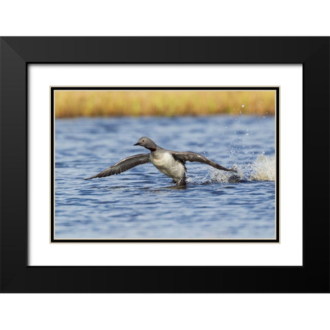 Red-throated Loon-courtship display Black Modern Wood Framed Art Print with Double Matting by Archer, Ken