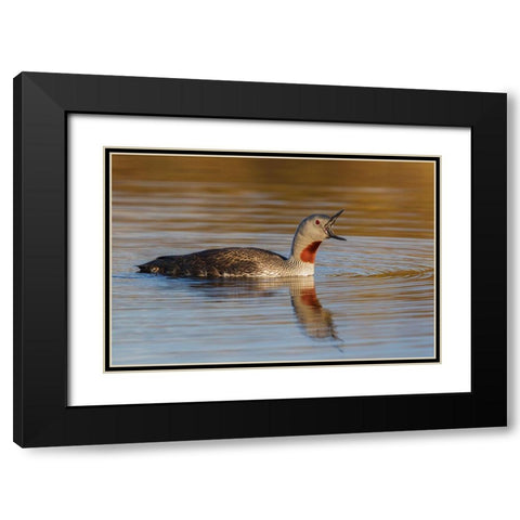 Red-throated Loon Calling Black Modern Wood Framed Art Print with Double Matting by Archer, Ken