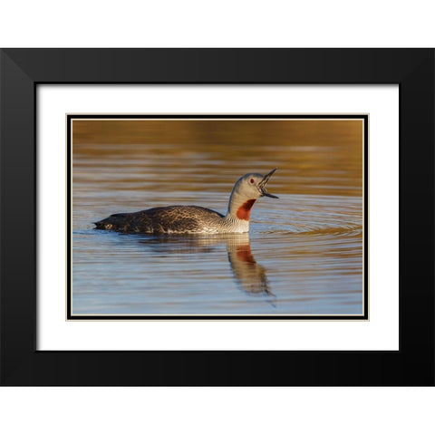 Red-throated Loon Calling Black Modern Wood Framed Art Print with Double Matting by Archer, Ken